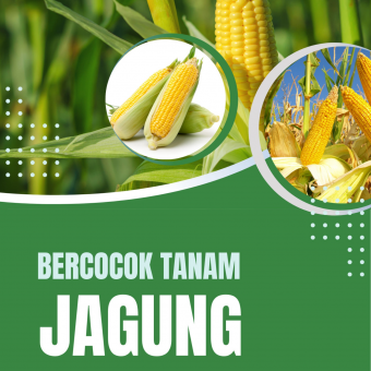 Bercocok Tanam Jagung