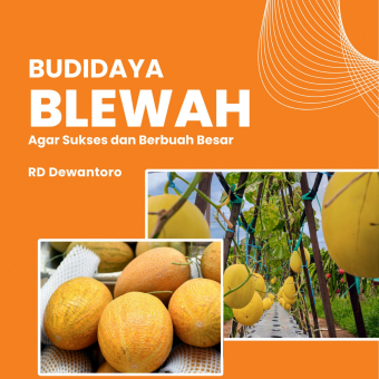 Budidaya Blewah Agar Sukses dan Berbuah Besar