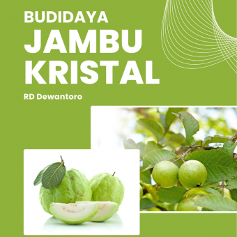 Budidaya Jambu Kristal