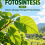 Fotosintesis Jilid 2 Daun sebagai Tempat Fotosintesis