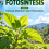 Fotosintesis Jilid 3 Cahaya Matahari dan Fotosintesis